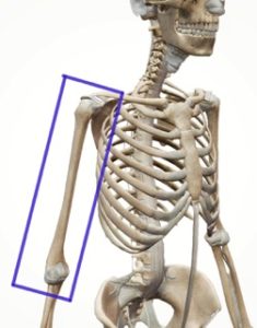 太い骨 細い骨どちらが良いか 骨膜の性質と緩め方 あち整体院 目黒線武蔵小山駅